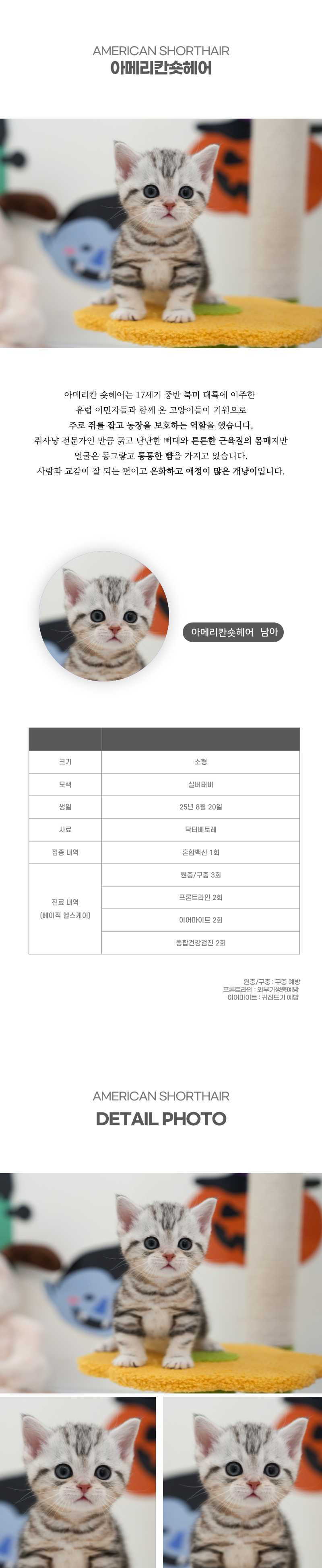 아메리칸숏헤어_상세이미지_2